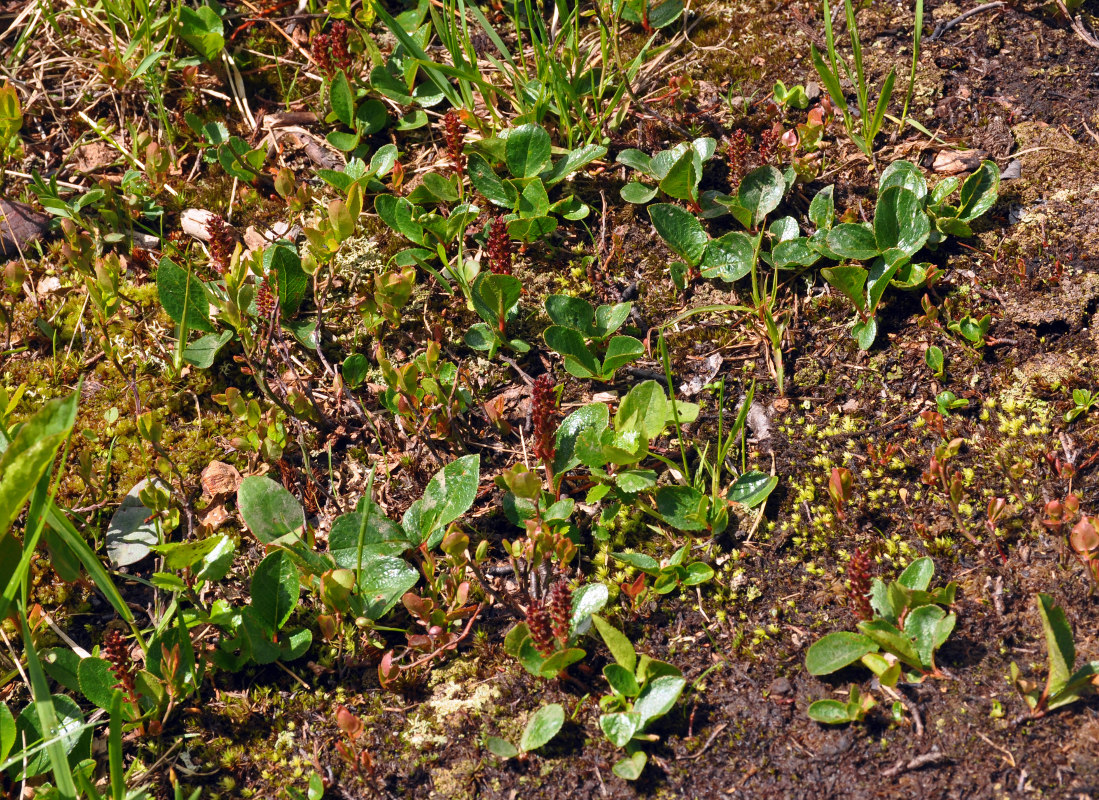 Image of Salix turczaninowii specimen.