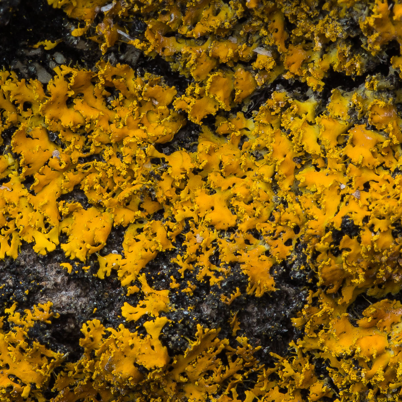 Image of Oxneria ulophyllodes specimen.