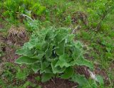 Saussurea frolowii