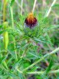 Carlina vulgaris