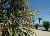 Cordyline australis. Соцветие. Крым, Южный Берег, Партенит, парк ЛОК \"Айвазовское\". 30.04.2018.