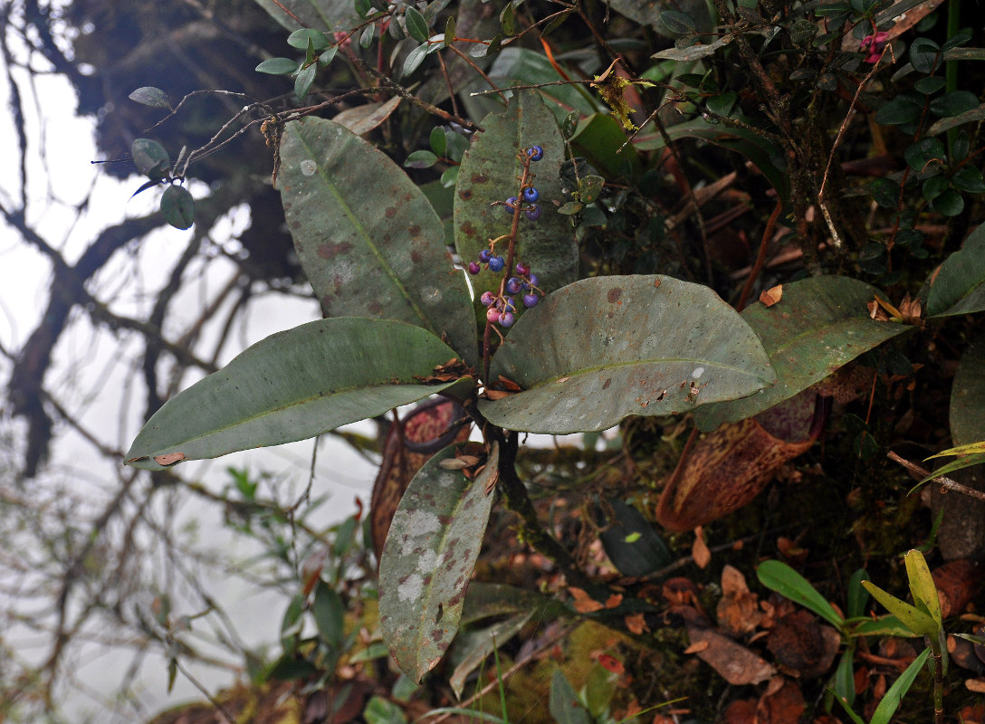 Image of Labisia paucifolia specimen.