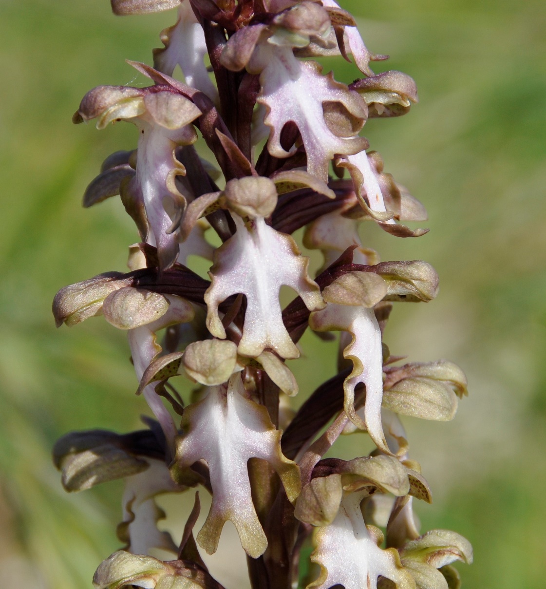 Изображение особи Himantoglossum robertianum.