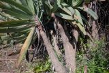 Aloe plicatilis