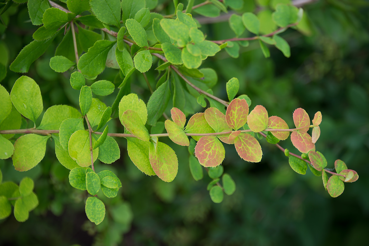 Изображение особи род Berberis.