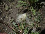 род Taraxacum