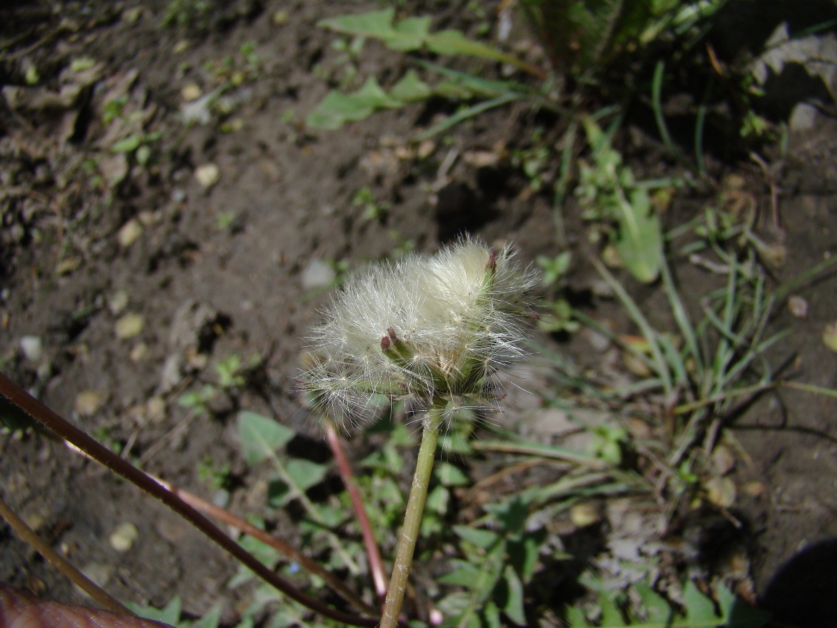 Изображение особи род Taraxacum.