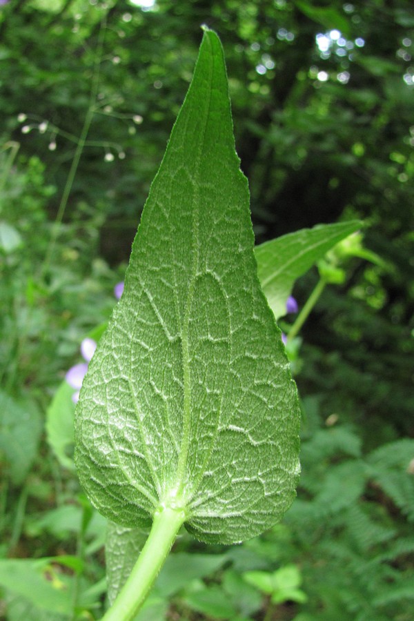 Image of Campanula glomerata specimen.