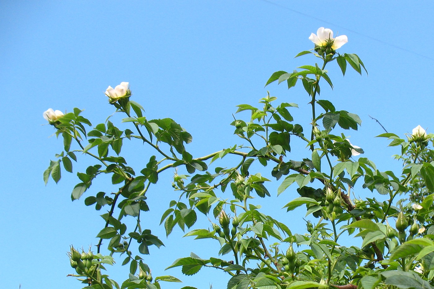 Изображение особи Rosa canina.