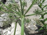 Heracleum grandiflorum