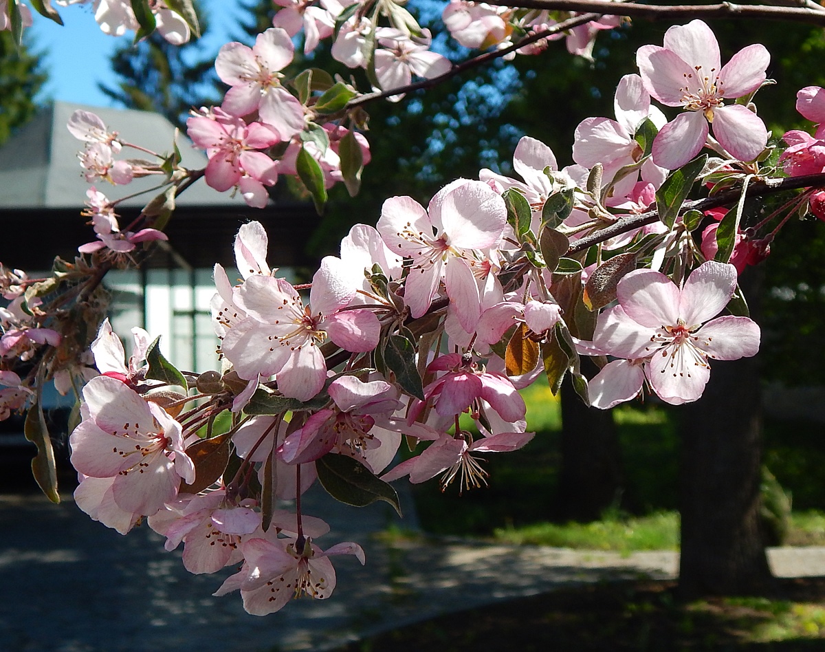 Image of Malus &times; purpurea specimen.