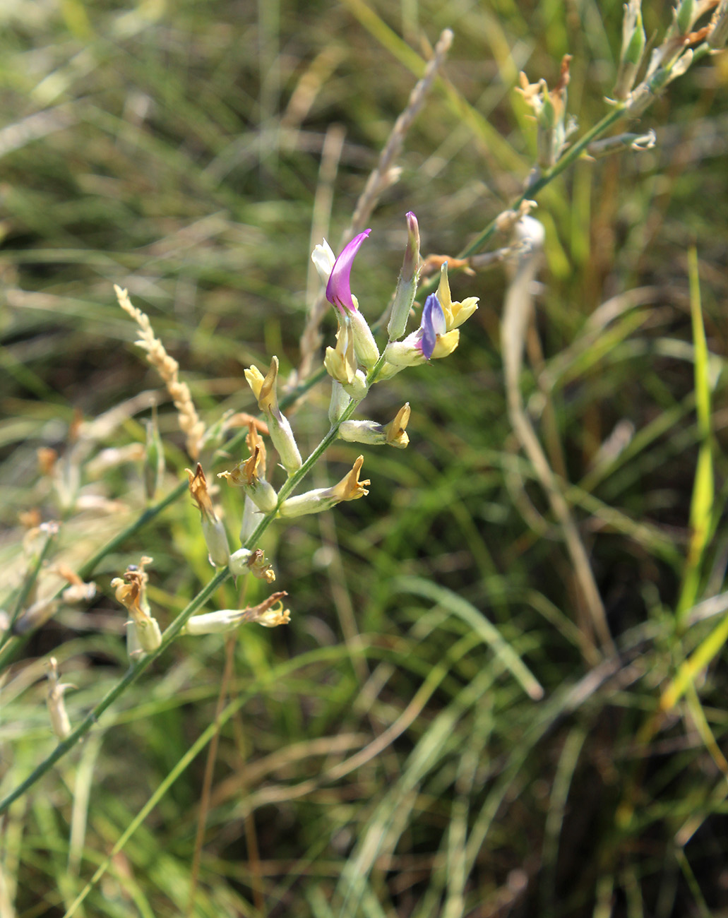 Изображение особи Astragalus pallescens.