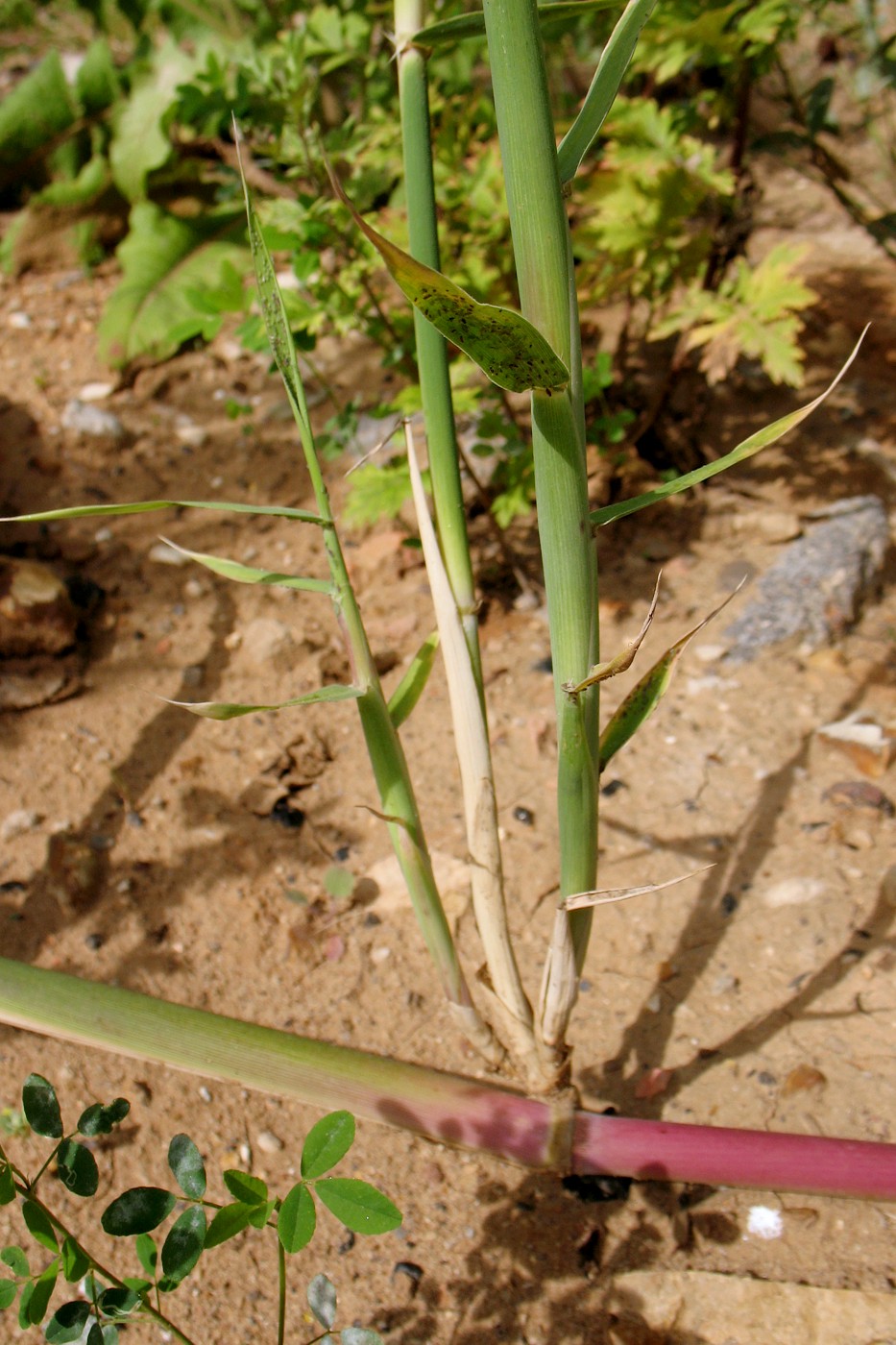 Изображение особи Phragmites australis.