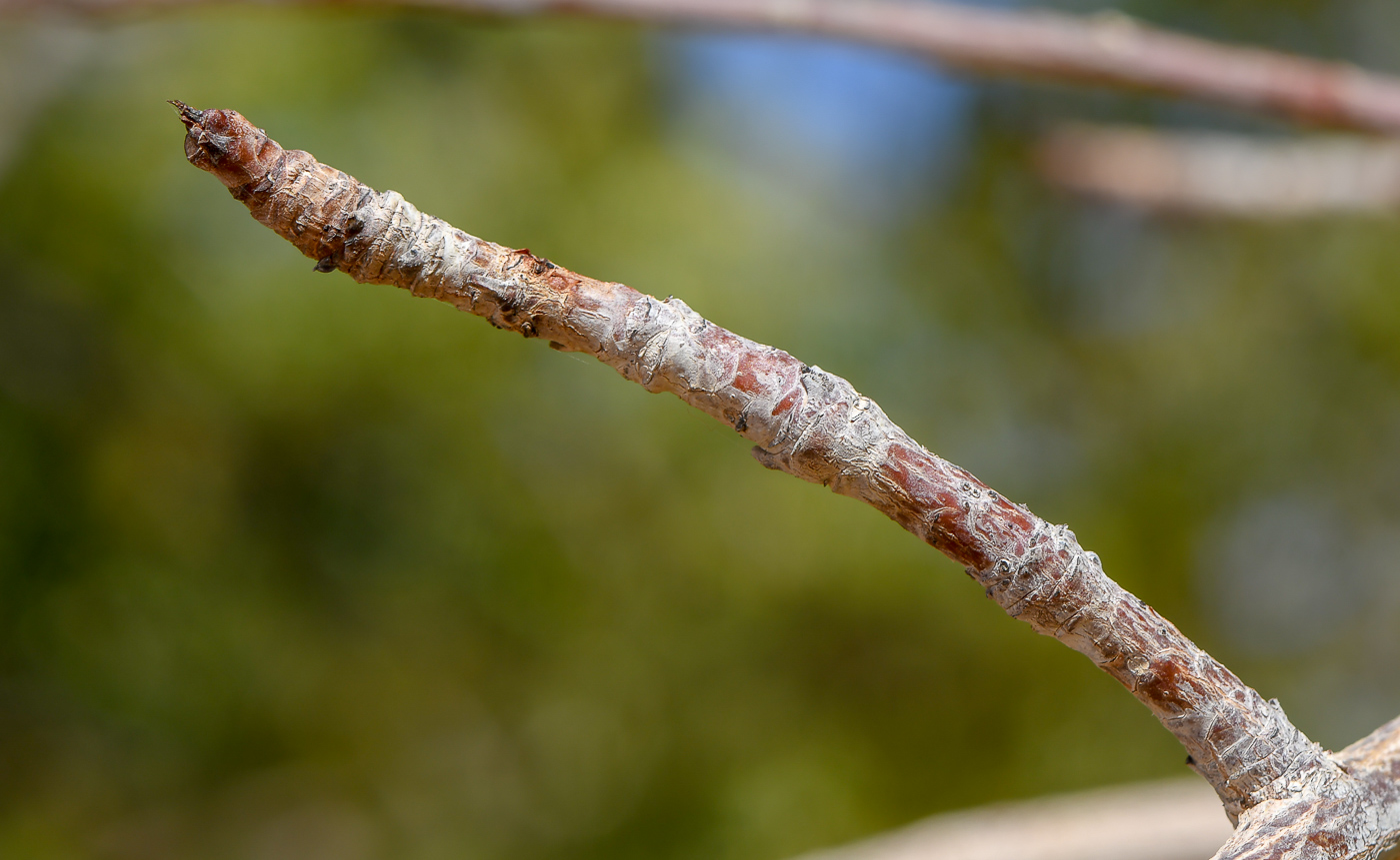 Изображение особи Sclerocarya birrea.