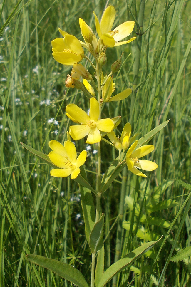 Image of Lysimachia davurica specimen.