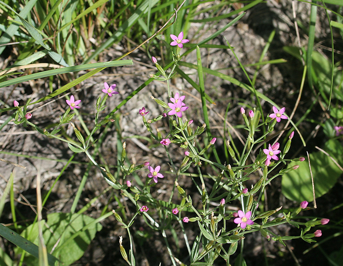 Image of Centaurium pulchellum specimen.