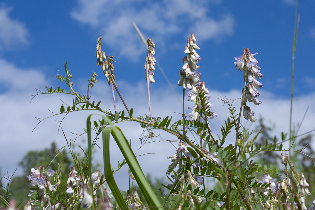 Изображение особи Vicia sylvatica.