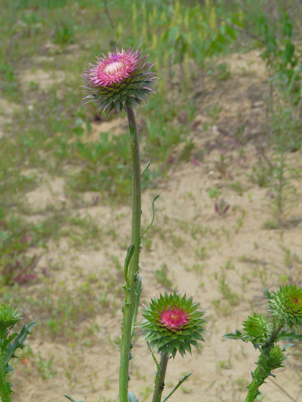 Image of Carduus thoermeri specimen.