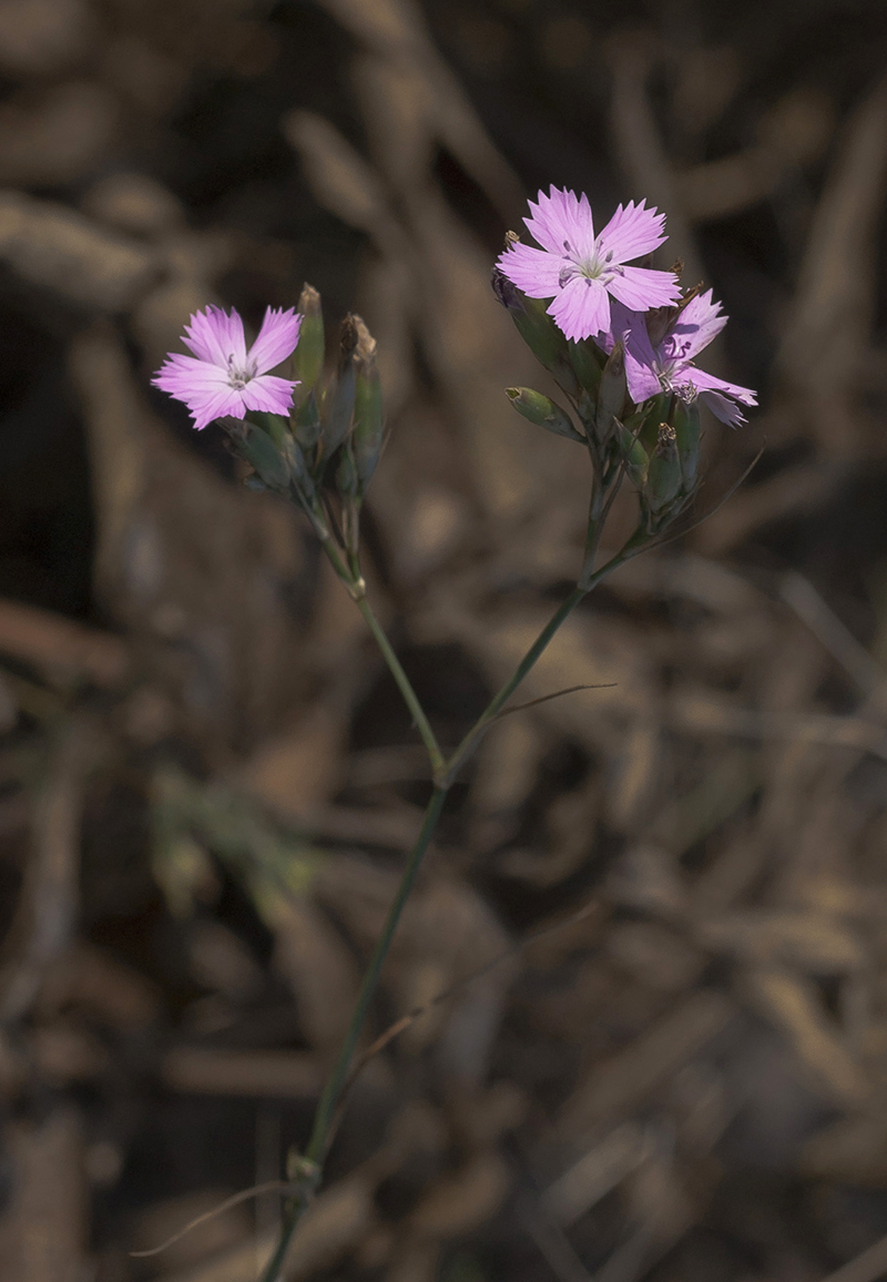 Image of Dianthus borbasii specimen.