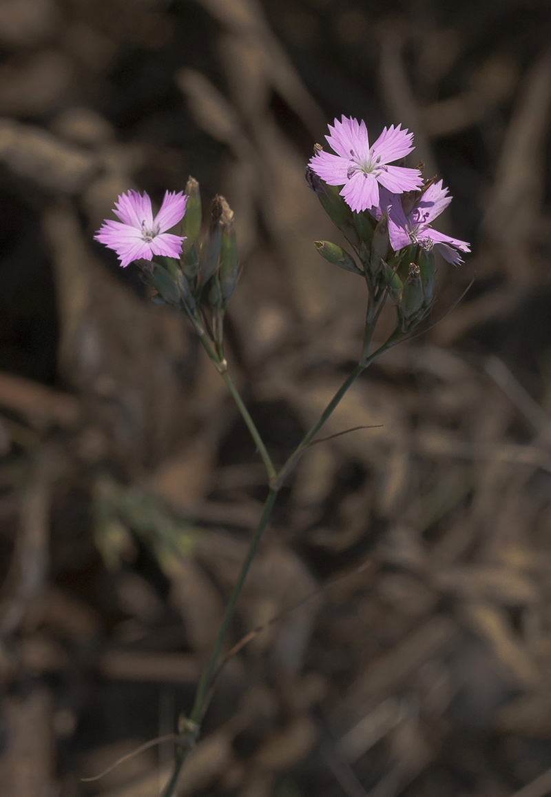 Изображение особи Dianthus borbasii.