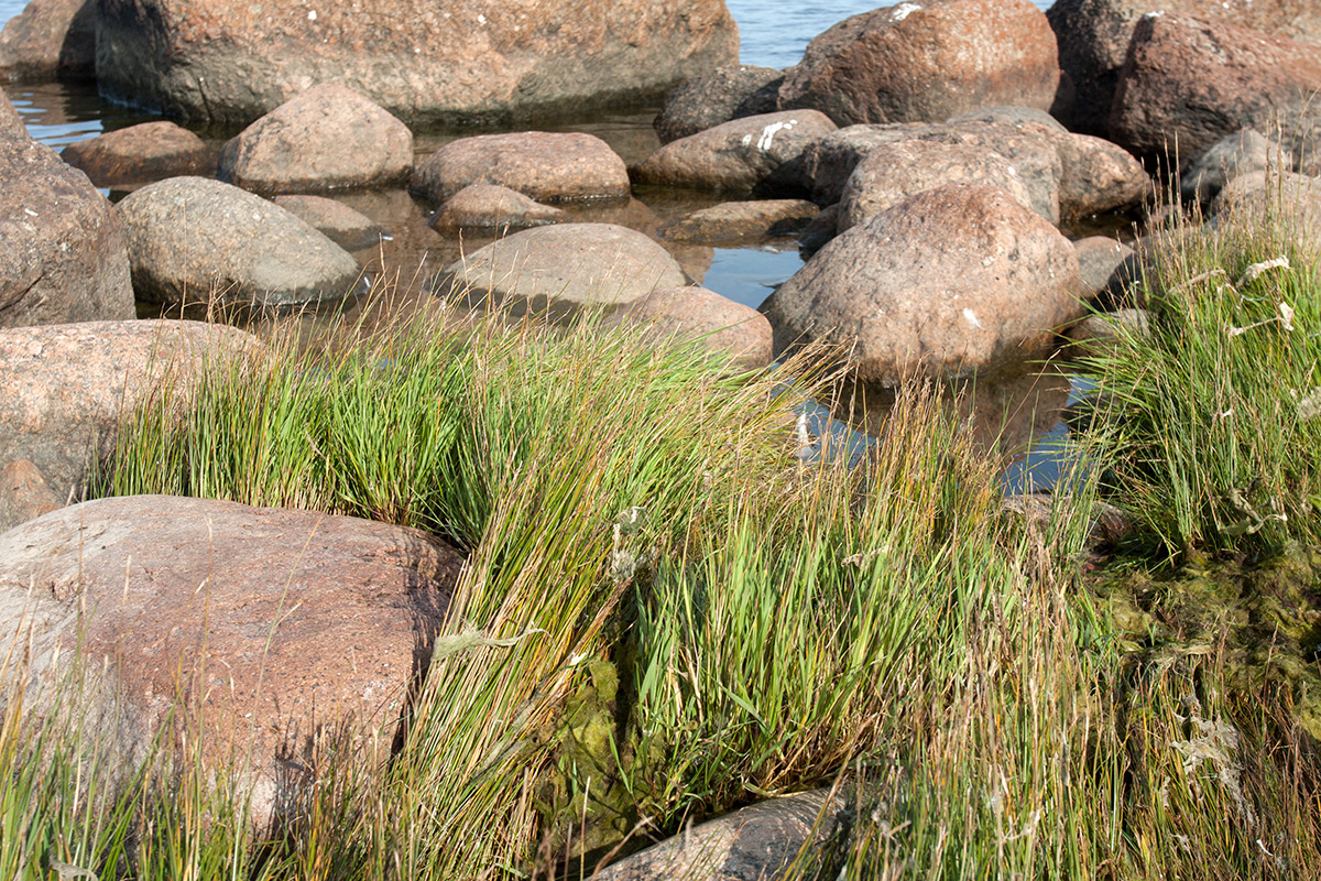 Image of Juncus gerardi specimen.