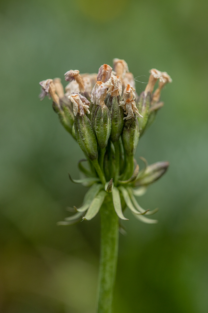 Image of Primula algida specimen.