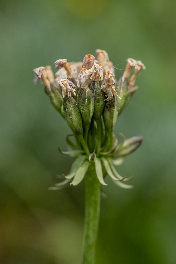 Изображение особи Primula algida.