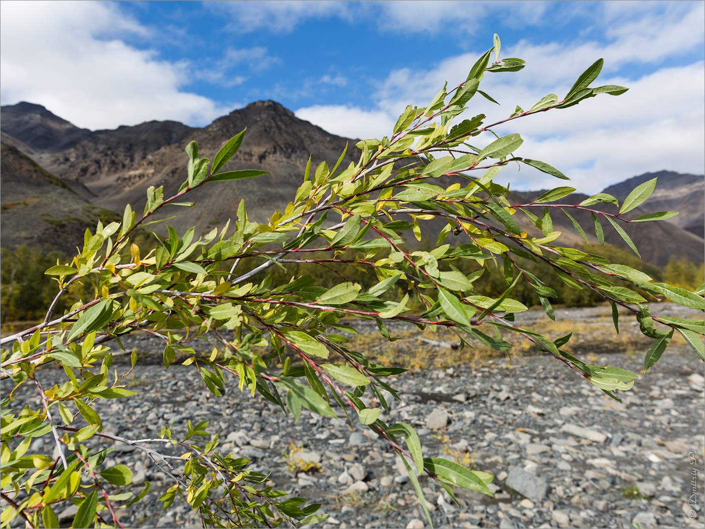 Изображение особи Chosenia arbutifolia.