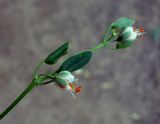 Zygophyllum fabago. Верхушка побега с цветками. Астраханская обл., окр. пос. Пойменный, обочина дороги. 24.09.2019.
