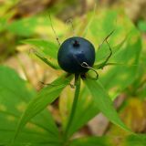 Paris quadrifolia. Плод. Чувашия, окр. г. Шумерля, Кумашкинский заказник, Соколова поляна. 24 июля 2008 г.