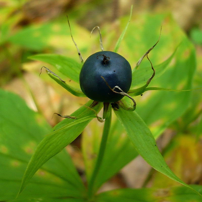Image of Paris quadrifolia specimen.