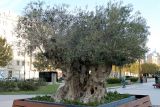 Olea europaea. Старое плодоносящее дерево. Азербайджан, г. Баку, в культуре. 4 декабря 2019 г.