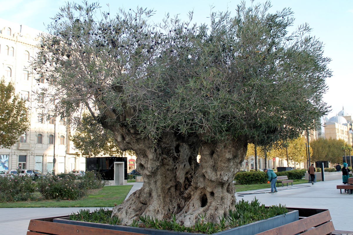 Image of Olea europaea specimen.