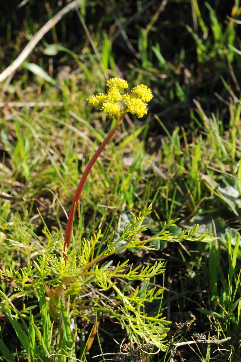 Изображение особи Lomatium caruifolium.