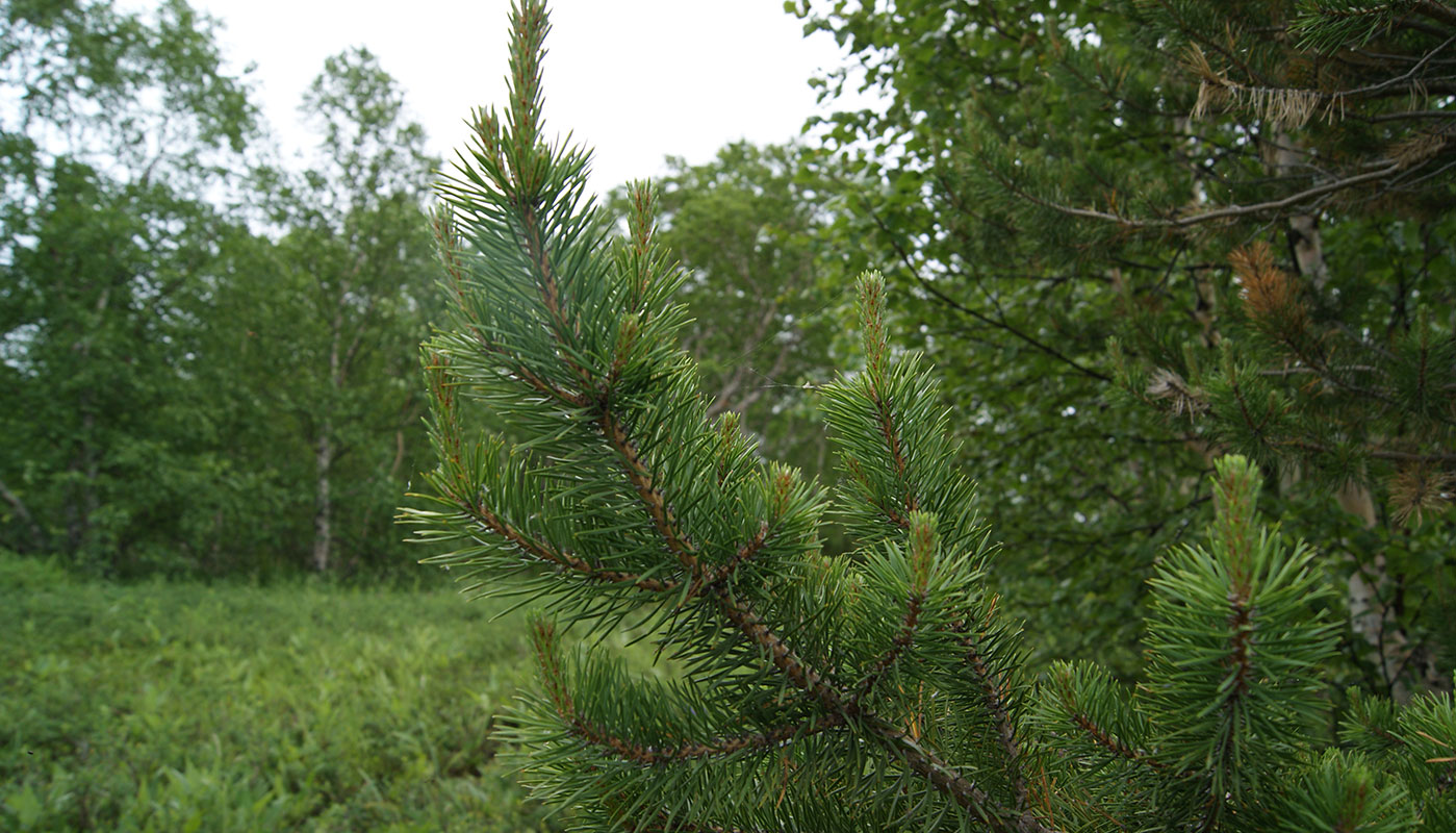 Изображение особи Pinus sylvestris.