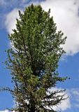 Pinus sibirica. Крона взрослого дерева. Алтай, Онгудайский р-н, Семинский перевал, ≈ 1700 м н.у.м., кедровое редколесье. 10.06.2019.