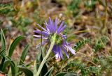 Aster alpinus. Верхушка побега с соцветием (вид со стороны обёртки) и верхушки листьев. Алтай, Улаганский р-н, перевал Кату-Ярык, ≈ 1200 м н.у.м., сухой склон. 19.06.2019.