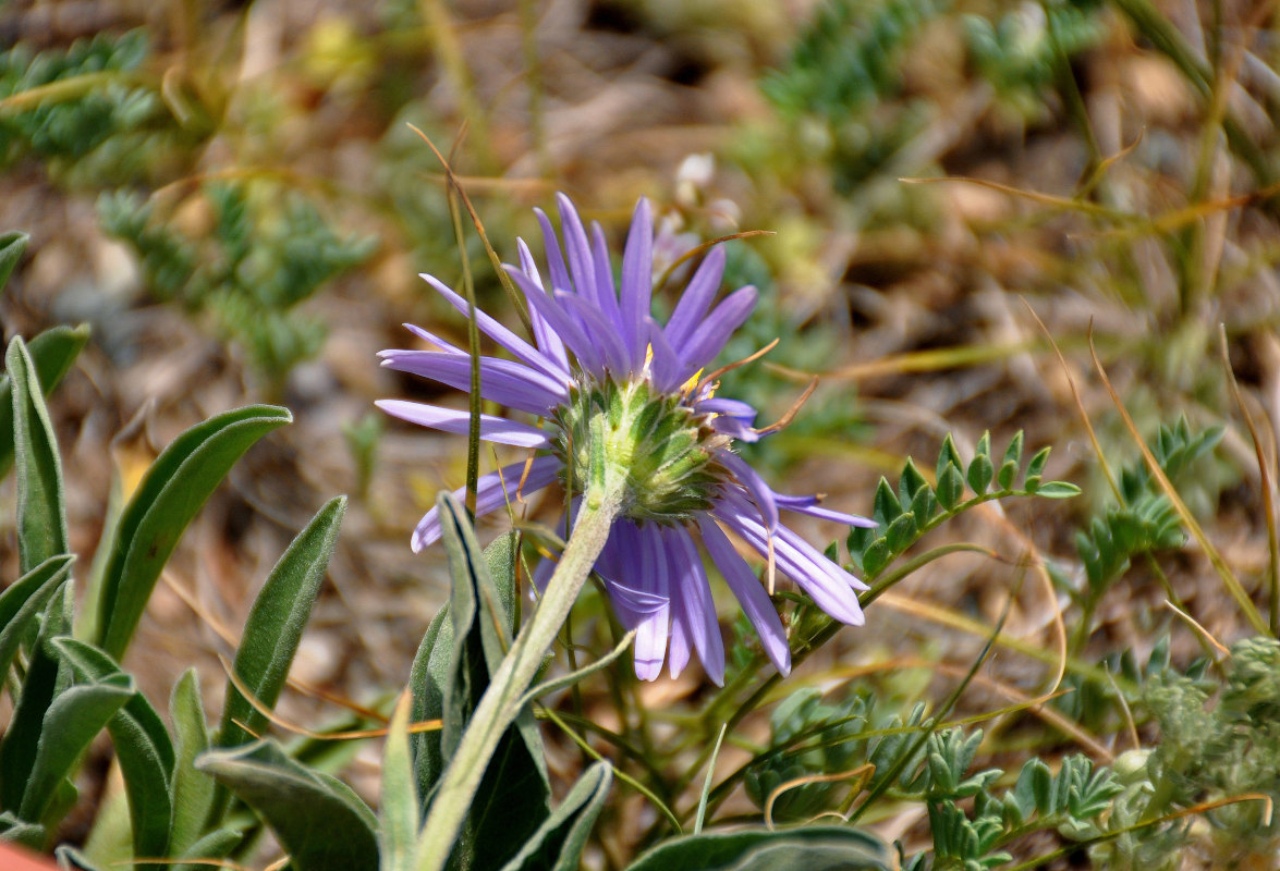 Изображение особи Aster alpinus.