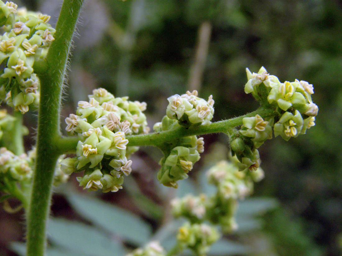 Изображение особи Rhus coriaria.