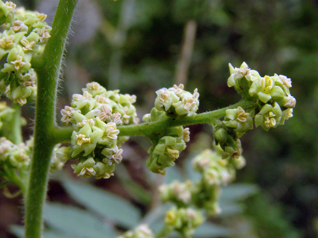 Image of Rhus coriaria specimen.