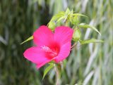 Hibiscus coccineus. Верхушка побега с цветком и бутонами. Краснодарский край, Динской р-н, окр. станицы Пластуновская, правый берег р. Ставок, монастырь Богоматери Всецарицы. 09.08.2018.