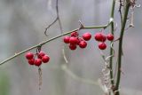 Smilax excelsa