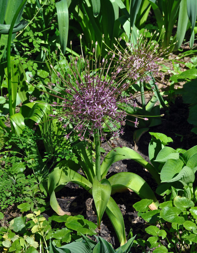 Image of Allium schubertii specimen.
