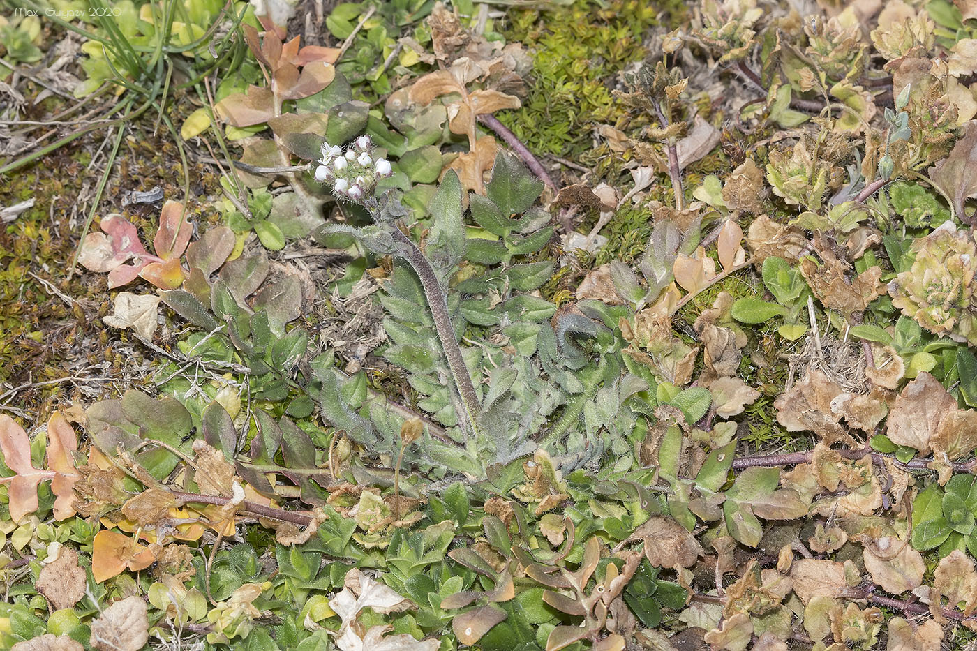 Изображение особи Capsella bursa-pastoris.