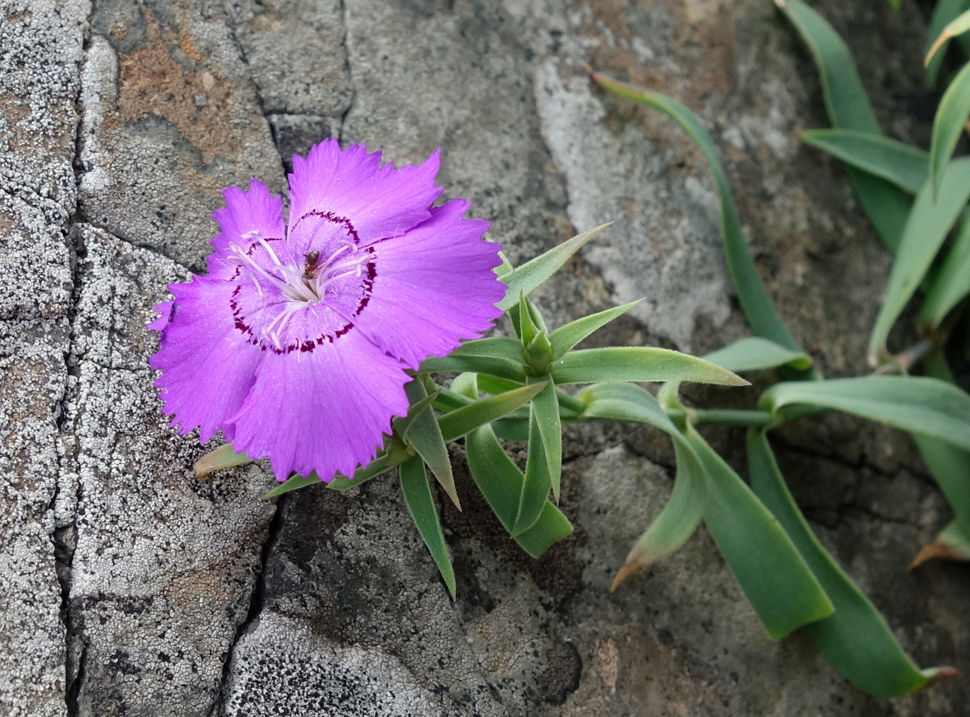 Image of Dianthus chinensis specimen.