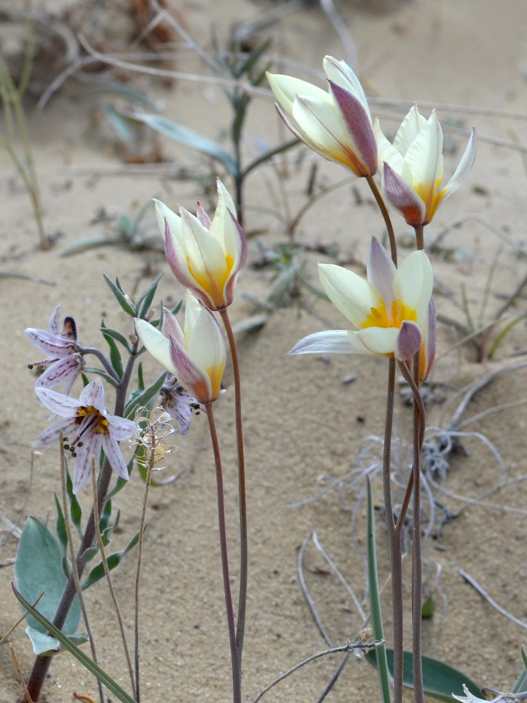 Image of Tulipa buhseana specimen.