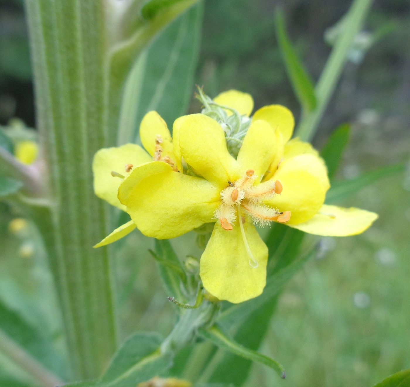 Image of Verbascum lychnitis specimen.