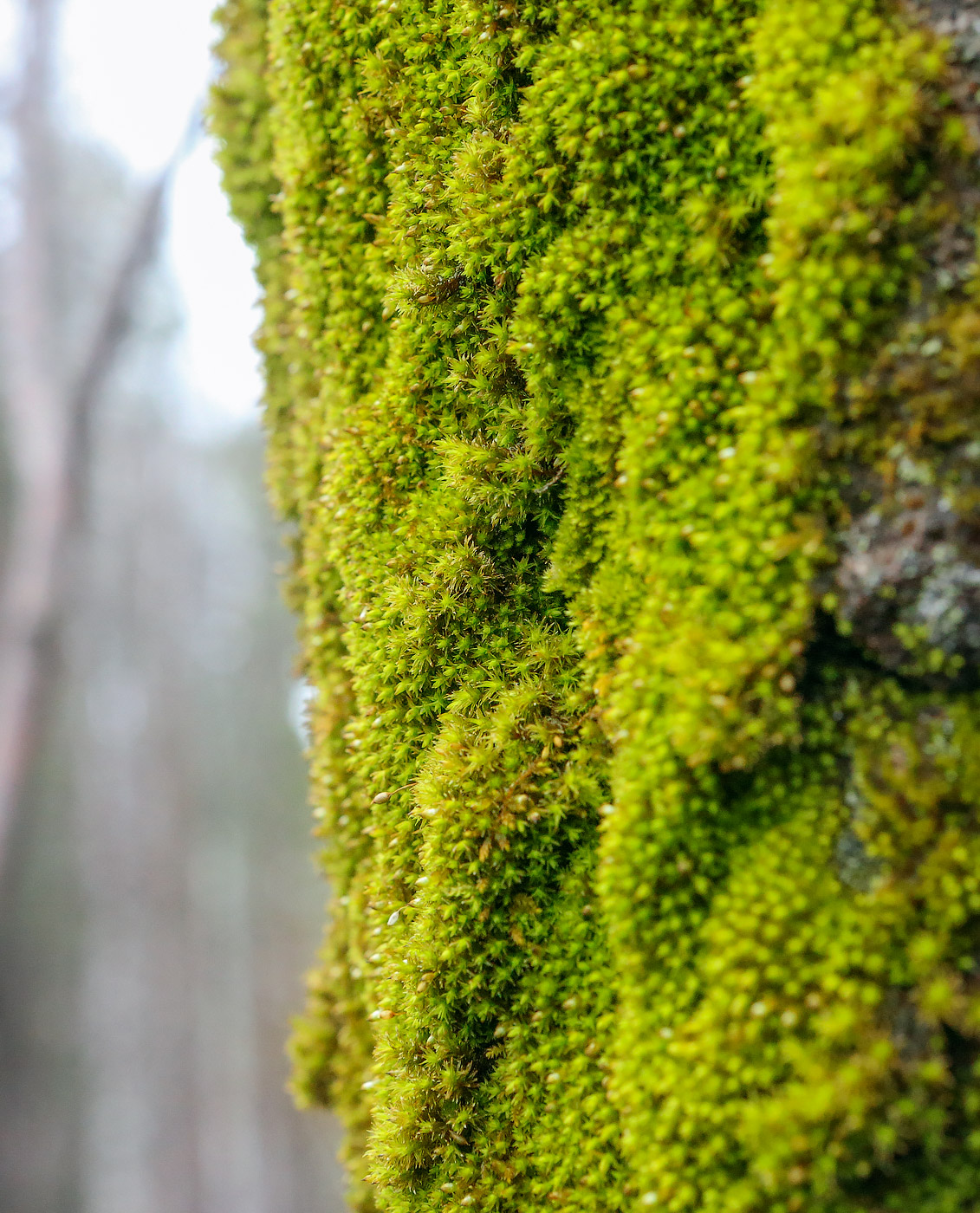 Image of genus Orthotrichum specimen.