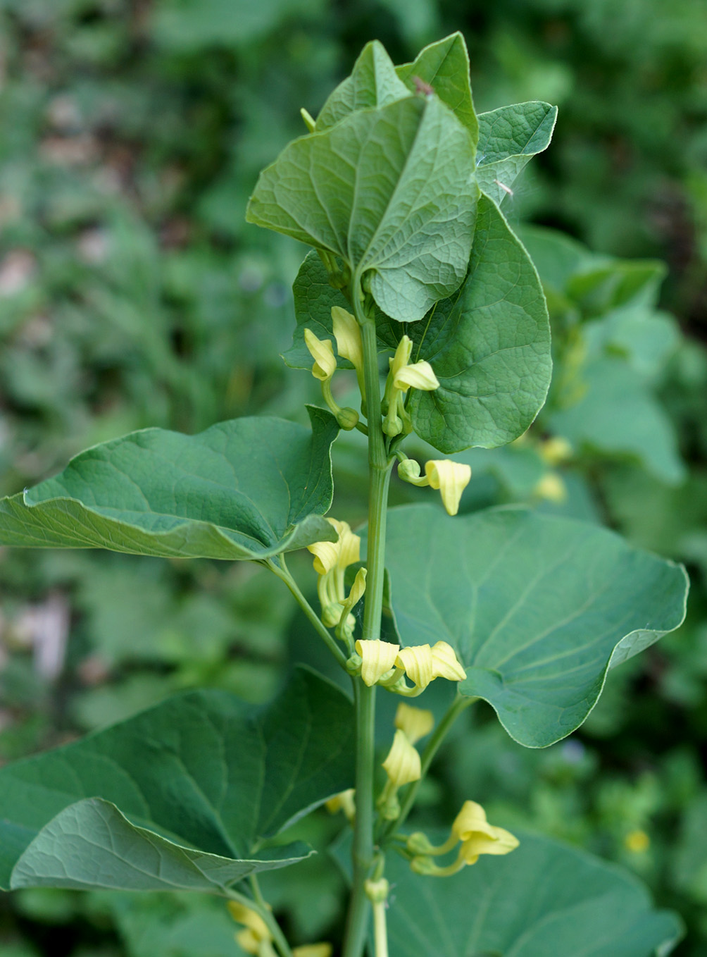 Изображение особи Aristolochia clematitis.