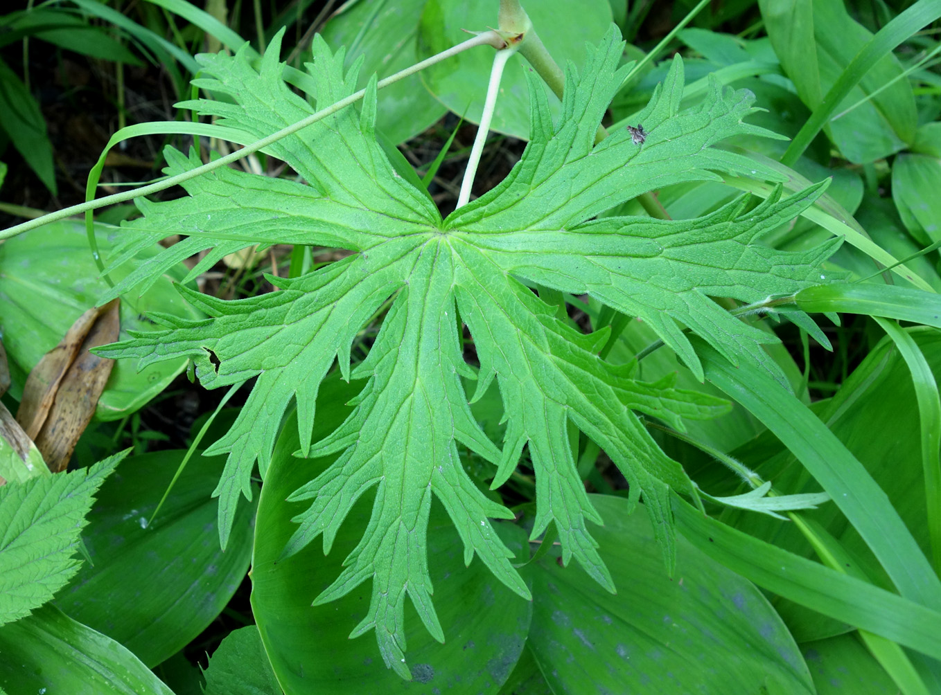 Изображение особи Geranium erianthum.